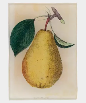 John Derian 3.5 X 5 Bartlett Pear Tray