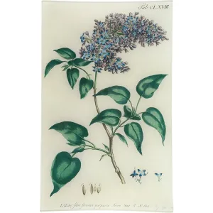 John Derian 'Lilac' 10 x 16" Rectangle Tray