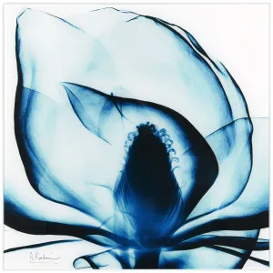 "Blue Magnolia x-ray" Frameless Free Floating Tempered Glass Panel Graphic Wall Art